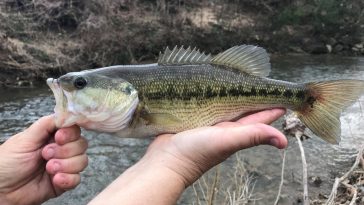 How to Catch Alabama Bass