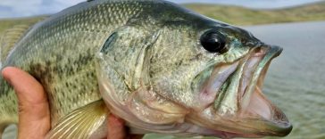 Learn to Catch the Best Large Mouth Bass