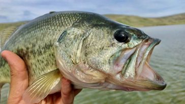 Learn to Catch the Best Large Mouth Bass