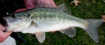 Trying to Catch Spotted Bass