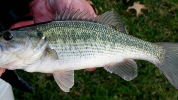 Trying to Catch Spotted Bass