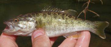 Let's Catch a Red Eye Bass