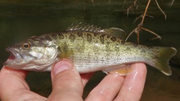 Let's Catch a Red Eye Bass