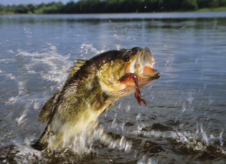 Getting to Know the Wide Mouth Bass One