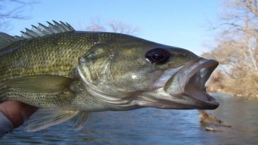 Catch a Guadalupe Bass