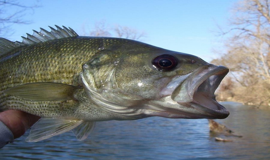 What You Need to Know About the Guadalupe Bass - Details