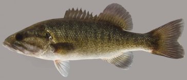 Shoal Bass are Fun to Catch