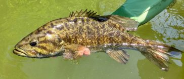 Catching Some Smallmouth Bass