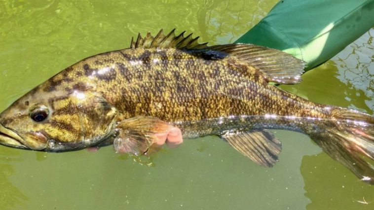 Catching Some Smallmouth Bass