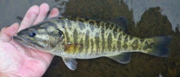 Making the Most of the Suwannee Bass