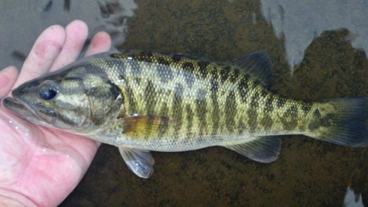 Making the Most of the Suwannee Bass